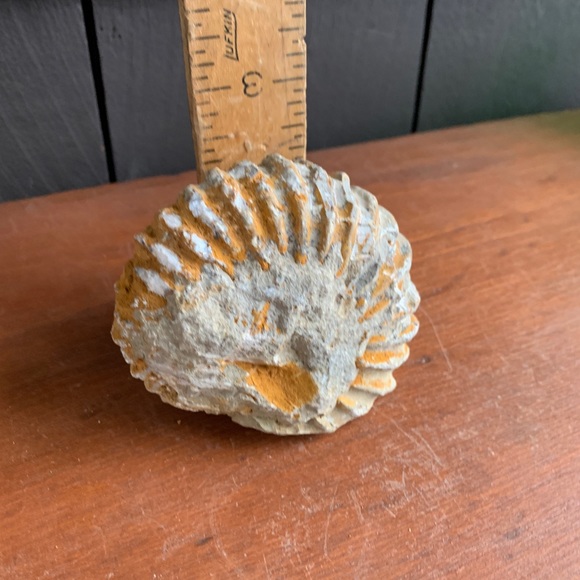 Ammonite Fossil from Morocco. - Picture 9 of 11
